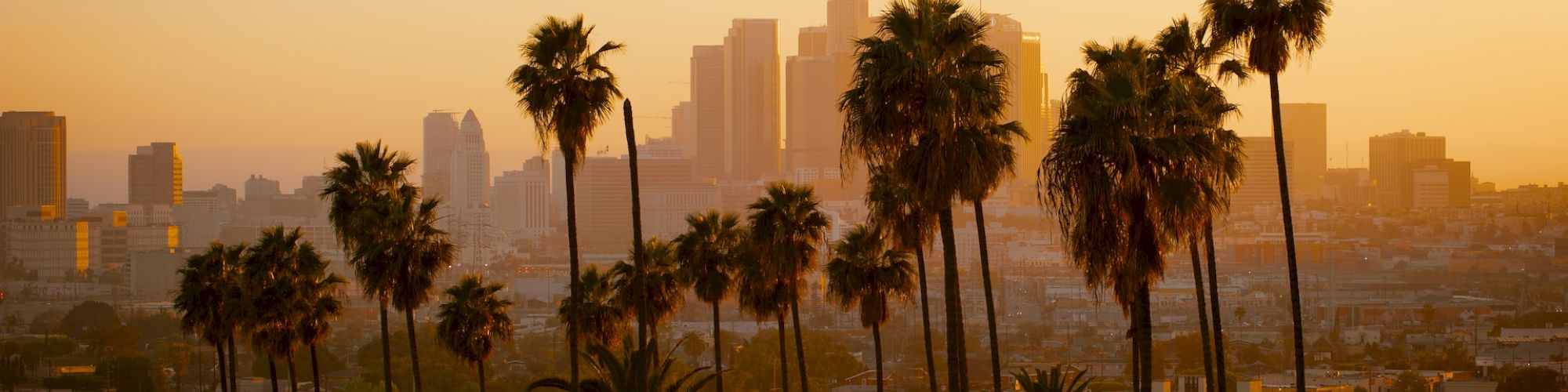 A city skyline with palm trees in the foreground at sunset.